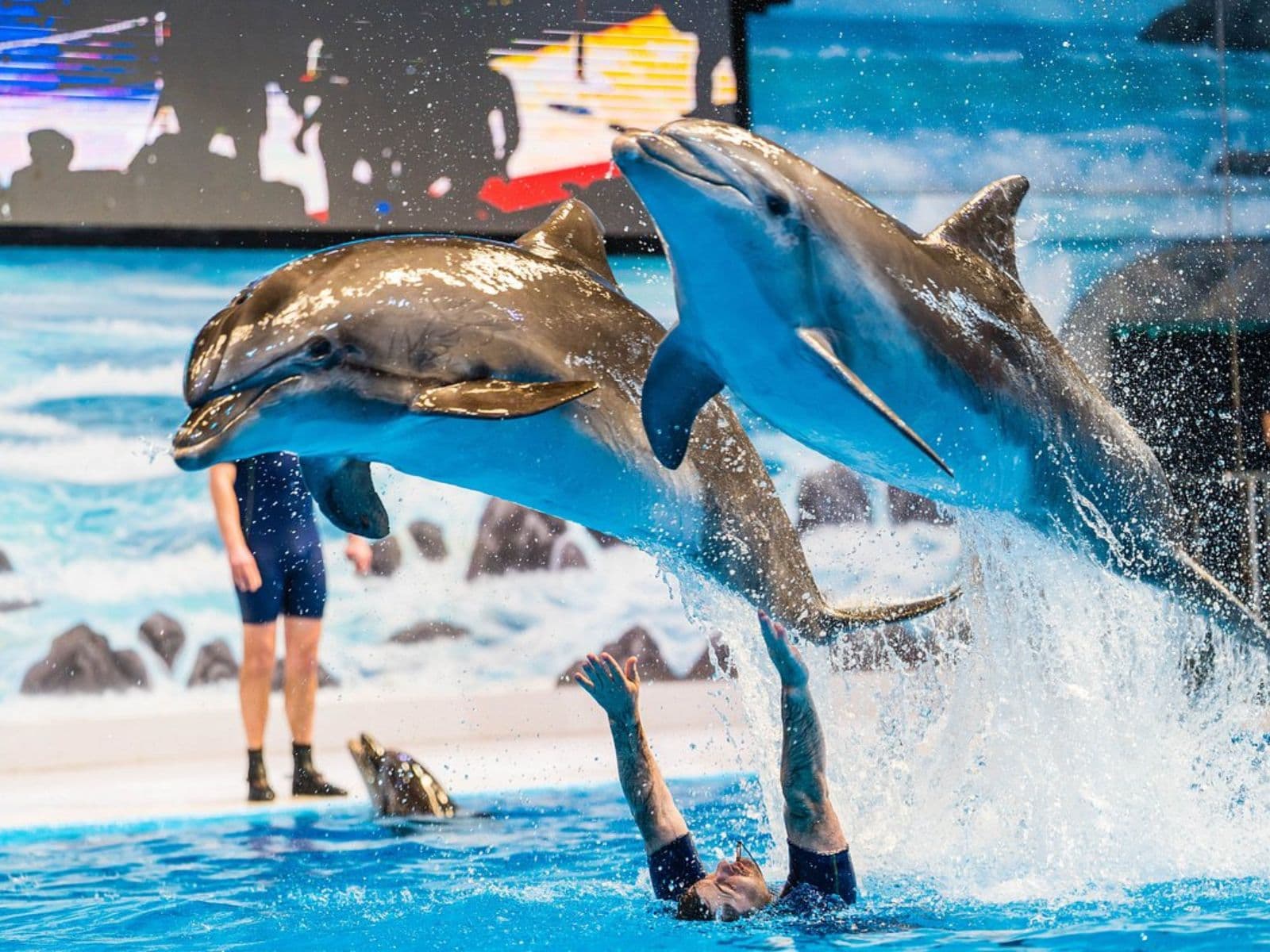 Dolphin Show Tickets at Dubai Dolphinarium experience in Dubai - Image 2