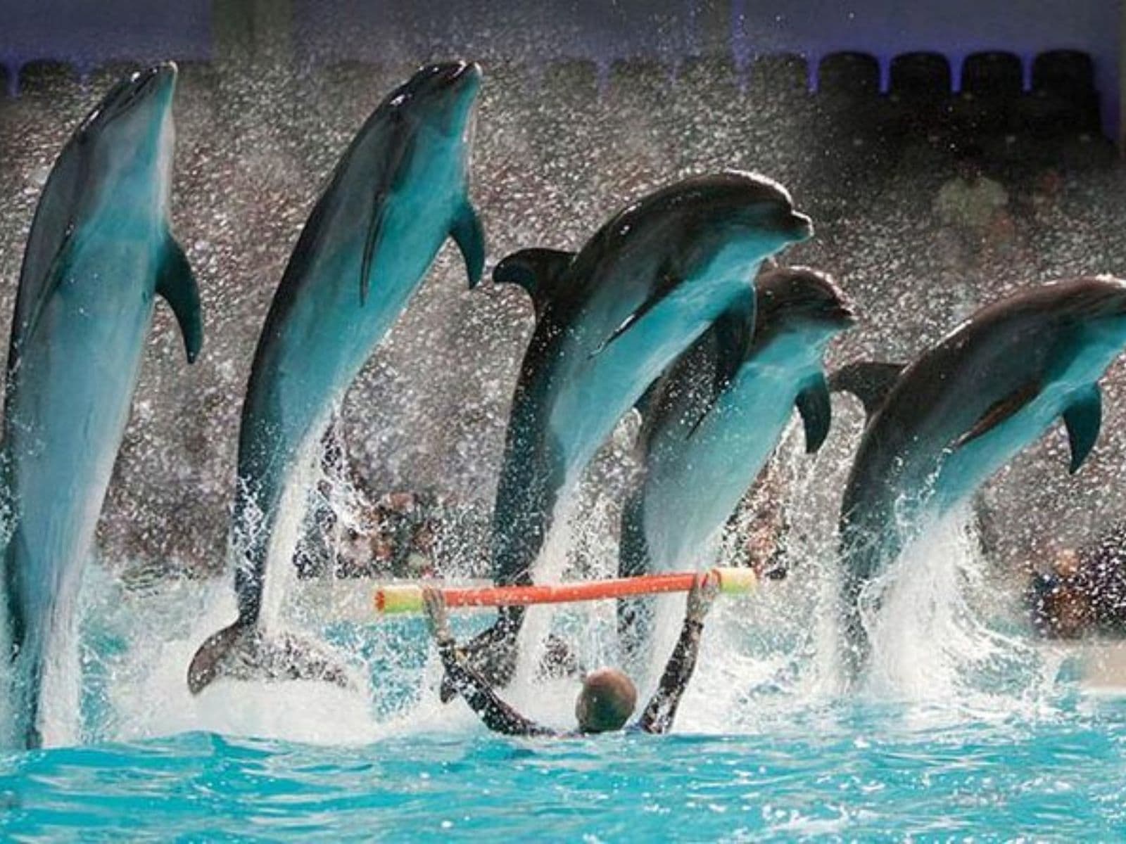 Dolphin Show Tickets at Dubai Dolphinarium experience in Dubai - Image 4