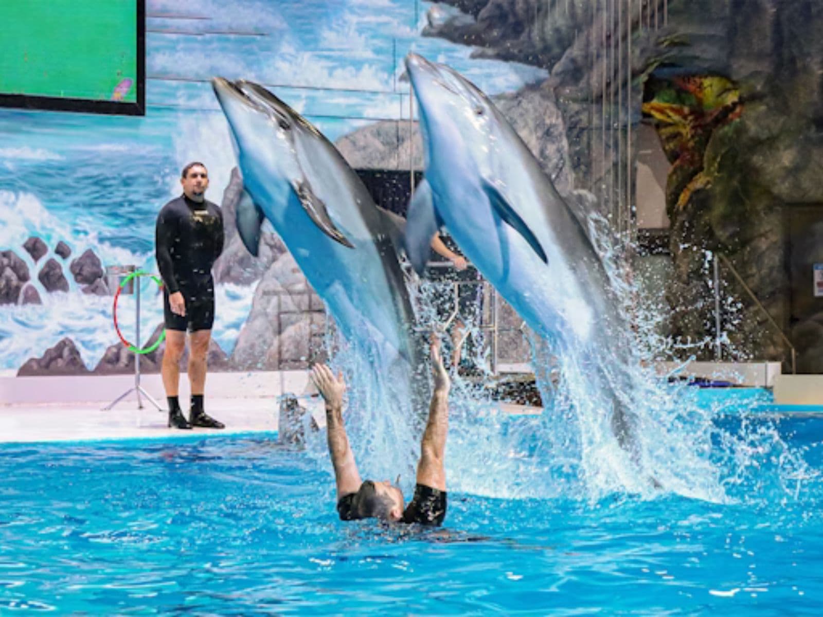 Dolphin Show Tickets at Dubai Dolphinarium experience in Dubai - Image 5