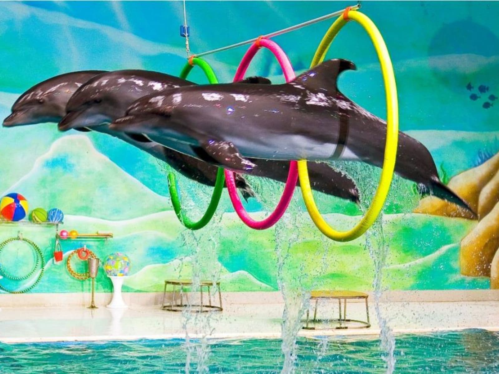 Dolphin Show Tickets at Dubai Dolphinarium experience in Dubai - Image 6