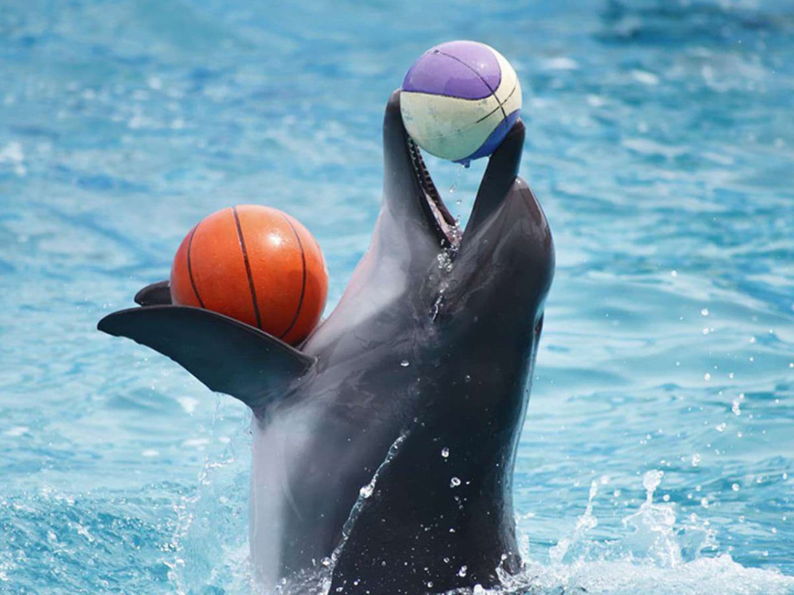 Dolphin Show Tickets at Dubai Dolphinarium experience in Dubai - Image 7
