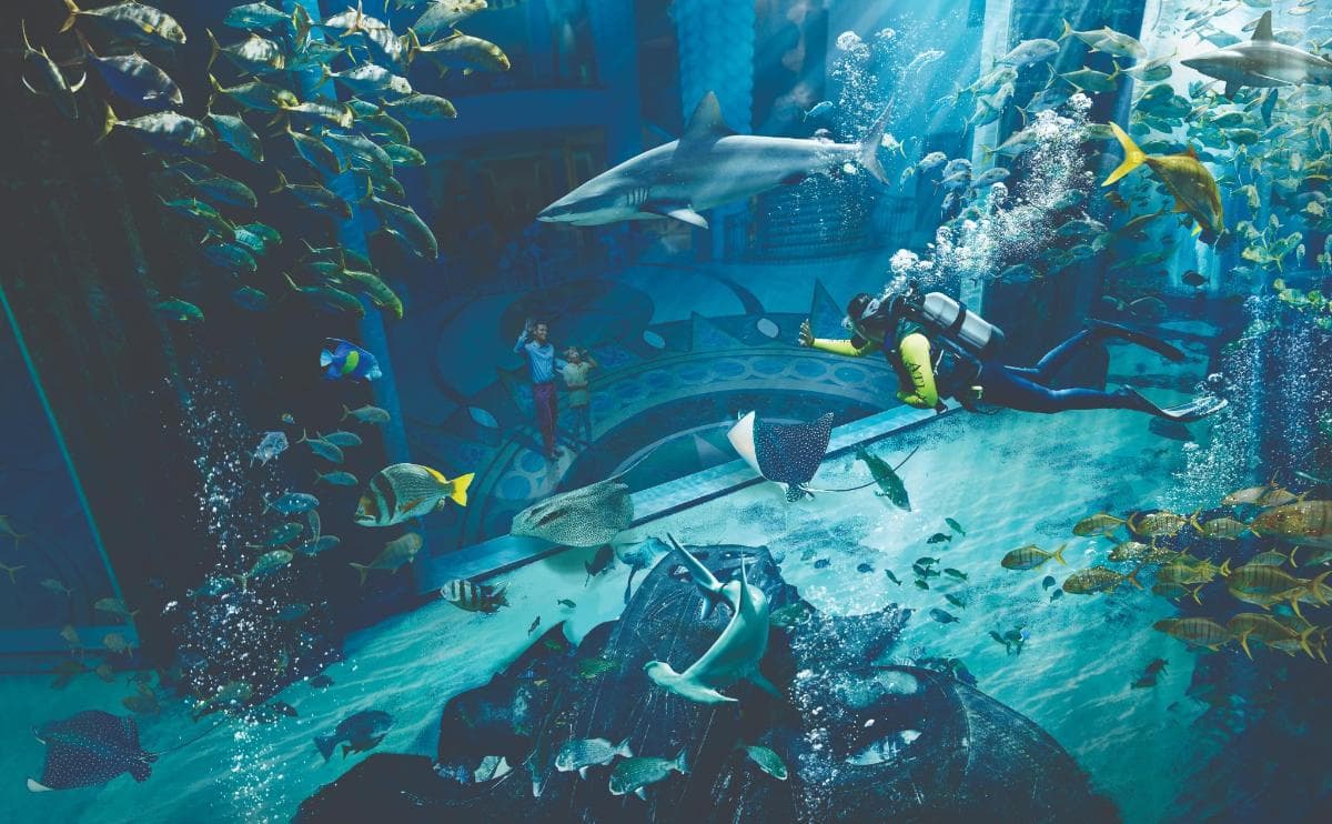 Dubai Aquarium & Underwater Zoo + Penguin Cove experience in Dubai - Image 3