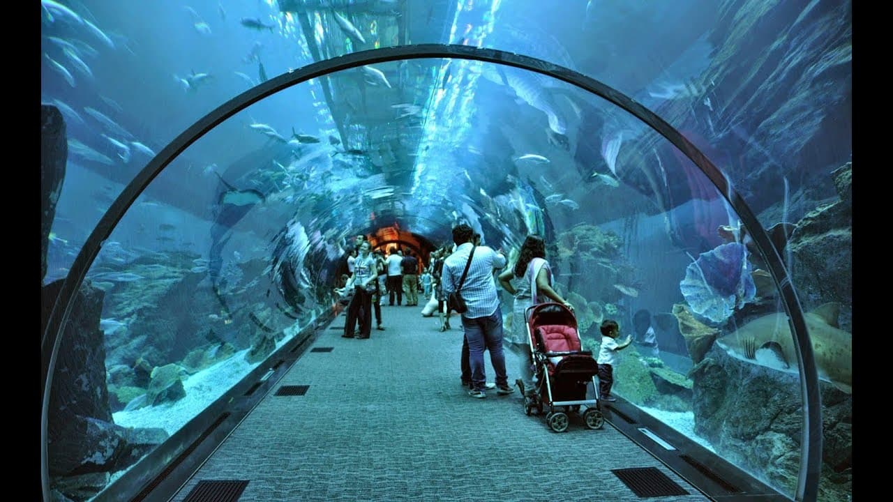 Dubai Aquarium & Underwater Zoo + Penguin Cove experience in Dubai - Image 6