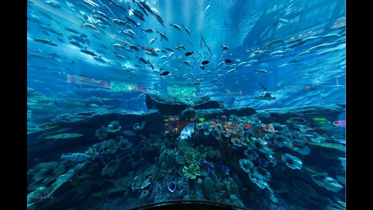 Dubai Aquarium & Underwater Zoo + Penguin Cove experience in Dubai - Image 7