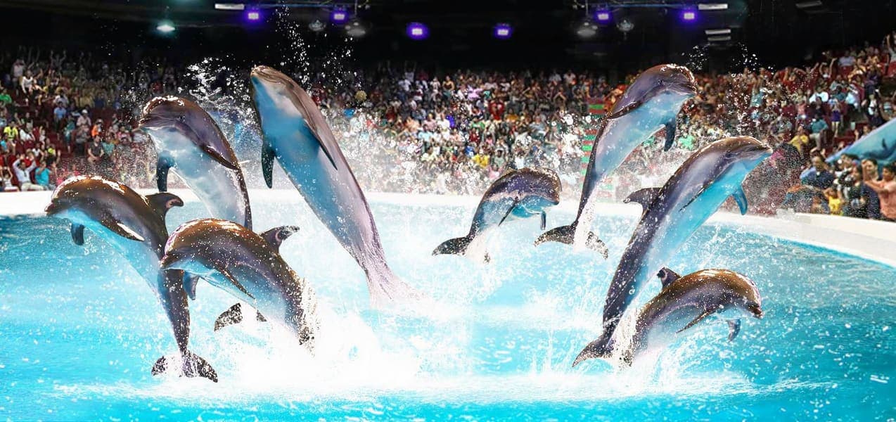 Dolphin Show Tickets at Dubai Dolphinarium experience in Dubai - Image 8