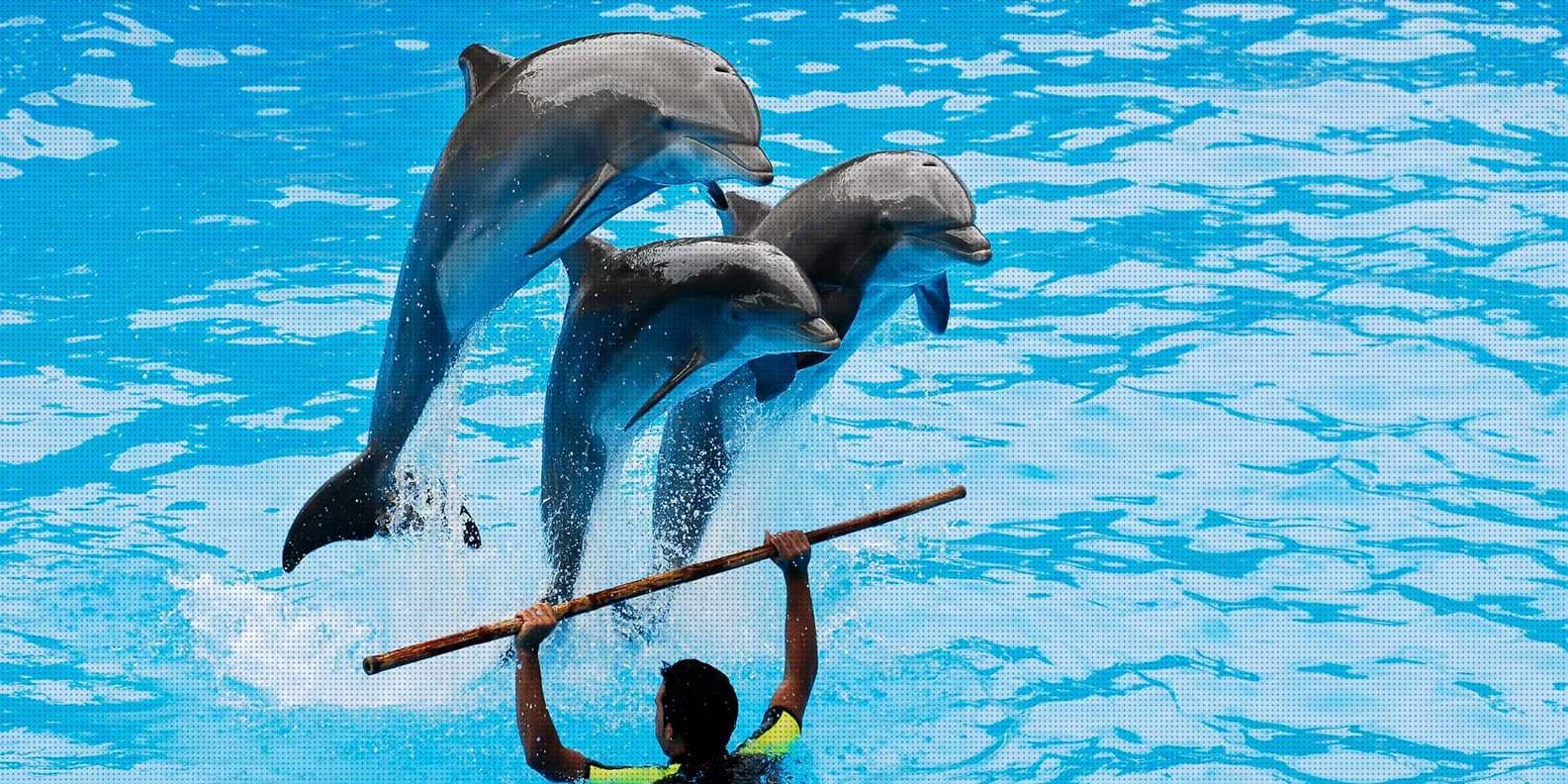 Dolphin Show Tickets at Dubai Dolphinarium experience in Dubai - Image 9