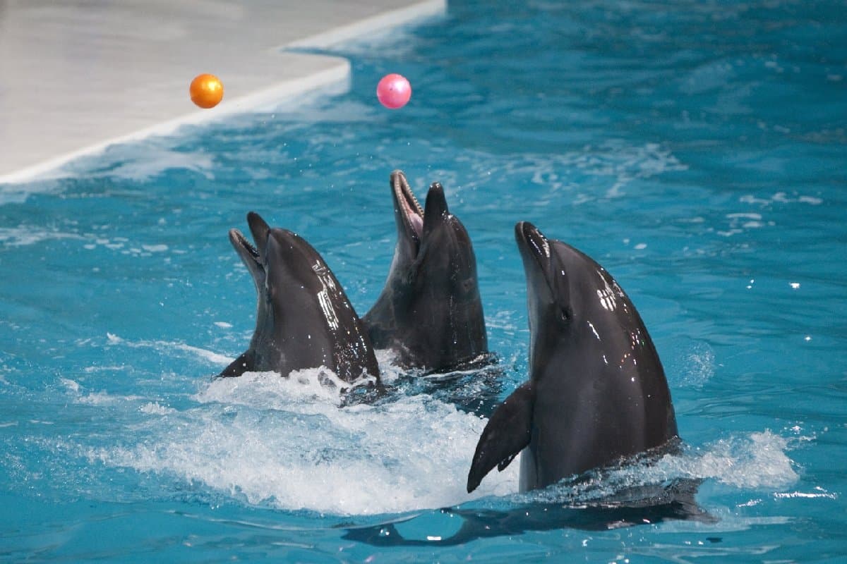 Dolphin Show Tickets at Dubai Dolphinarium experience in Dubai - Image 11