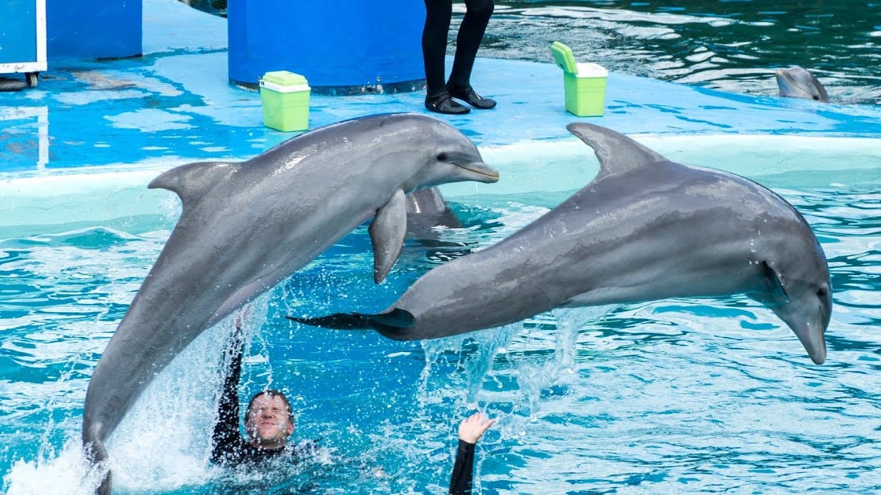 Dolphin Show Tickets at Dubai Dolphinarium experience in Dubai - Image 12