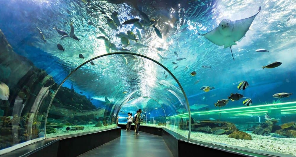 Dubai Aquarium & Underwater Zoo + Penguin Cove experience in Dubai - Image 8