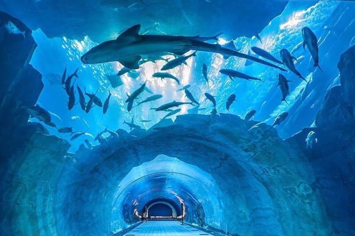 Dubai Aquarium & Underwater Zoo + Penguin Cove experience in Dubai - Image 10