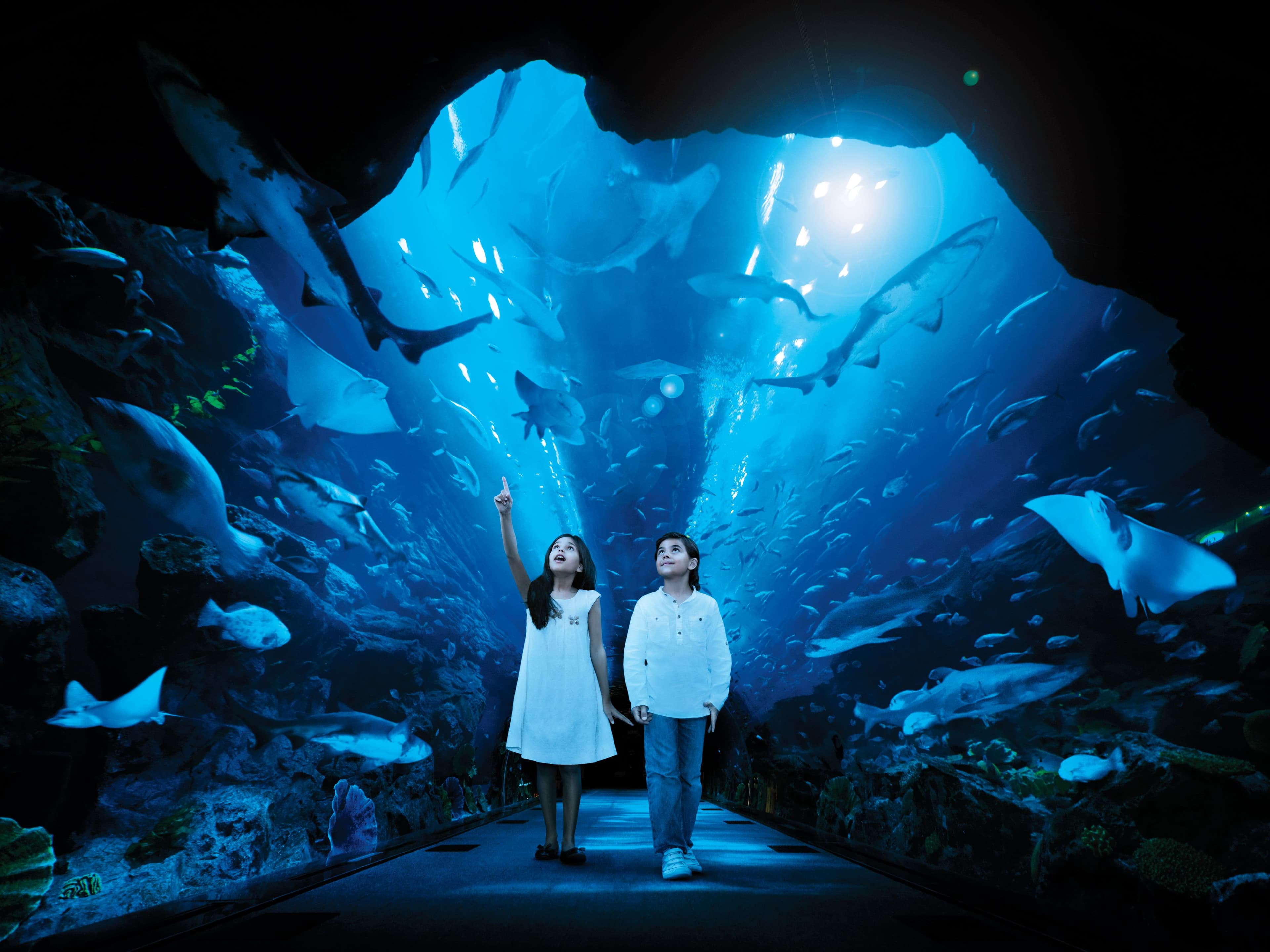 Dubai Aquarium & Underwater Zoo + Penguin Cove experience in Dubai - Image 11