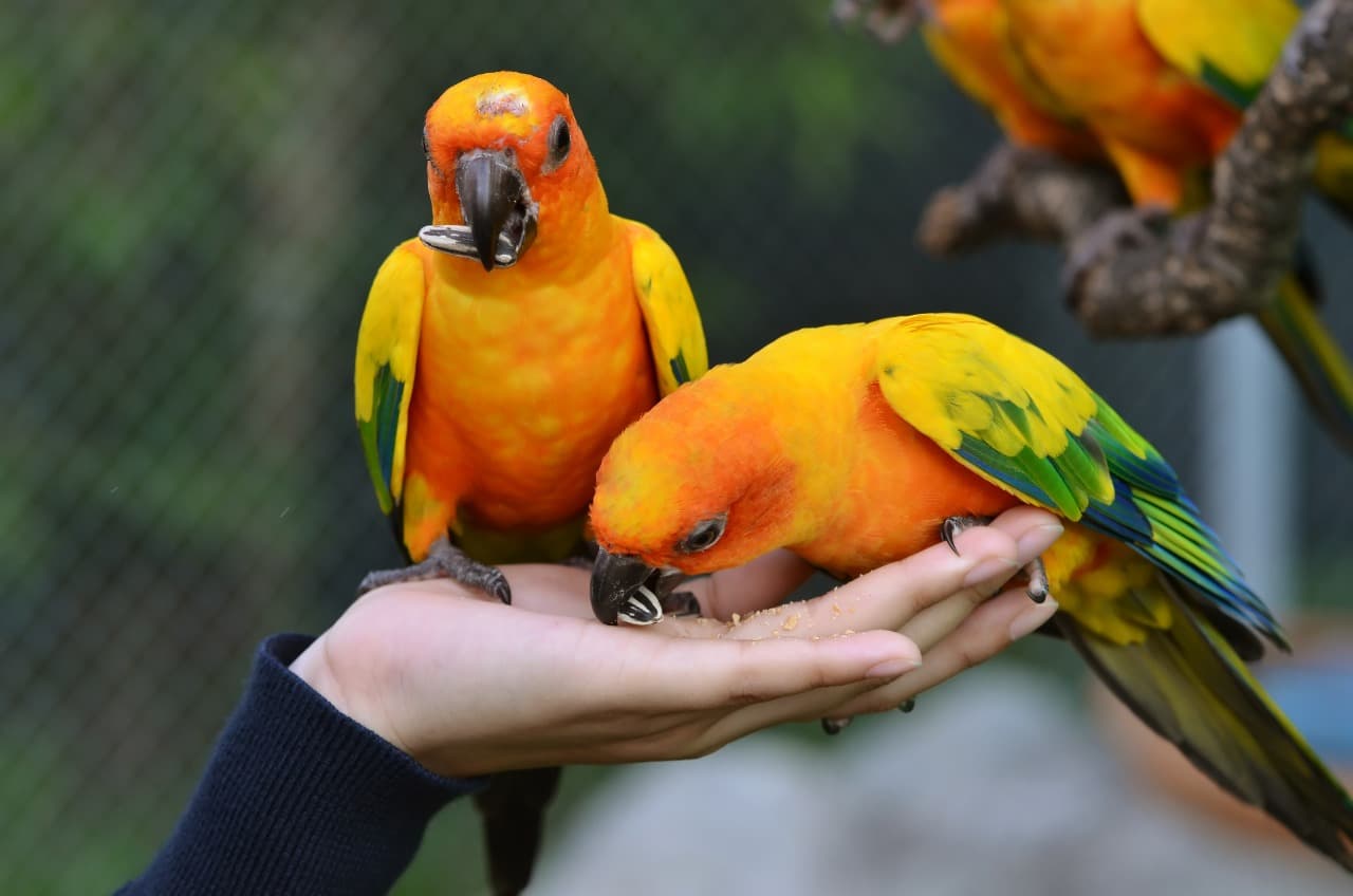 Bird Show at Creek Park Dubai experience in Dubai - Image 6
