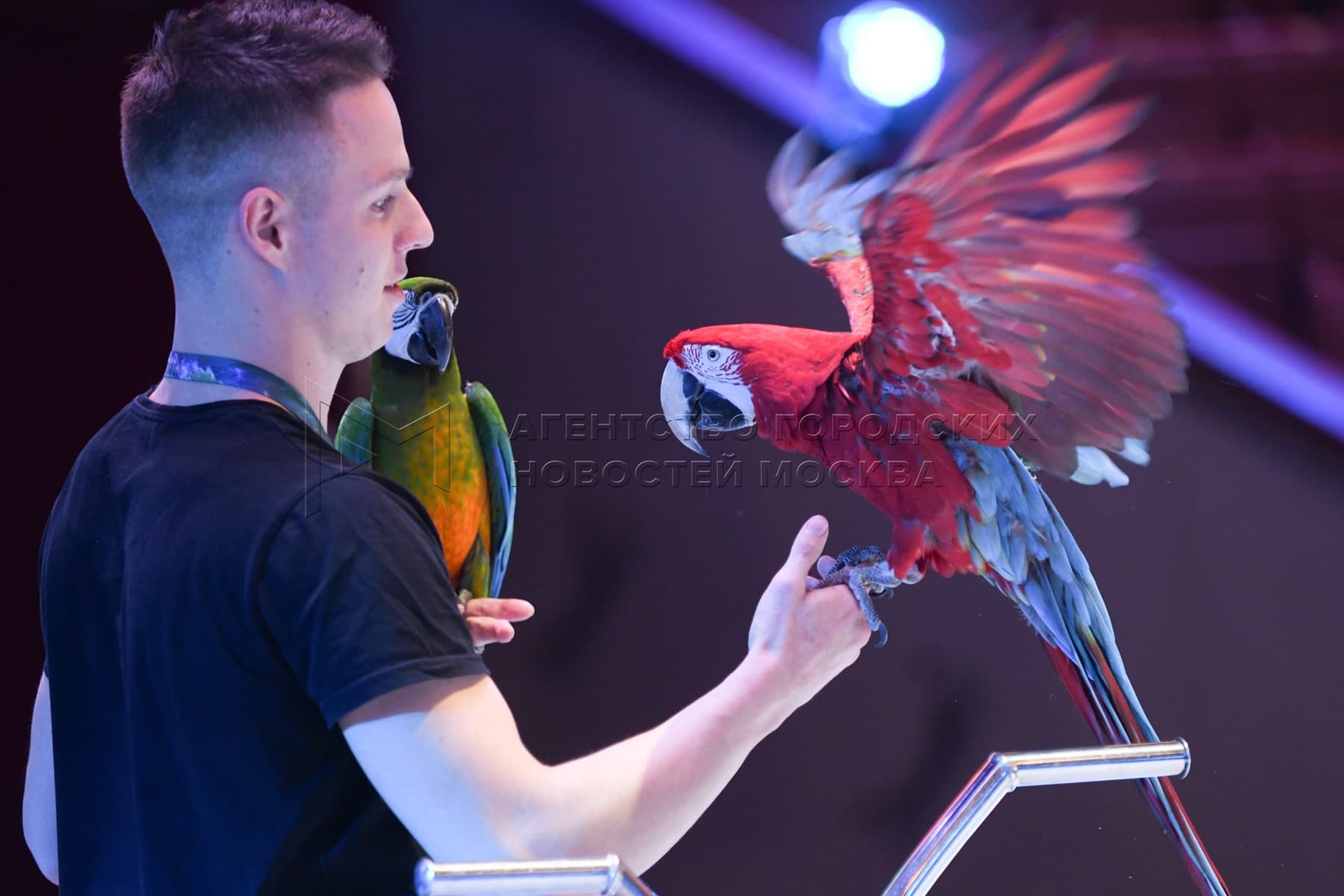 Bird Show at Creek Park Dubai experience in Dubai - Image 7