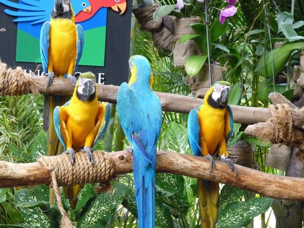 Bird Show at Creek Park Dubai experience in Dubai - Image 8