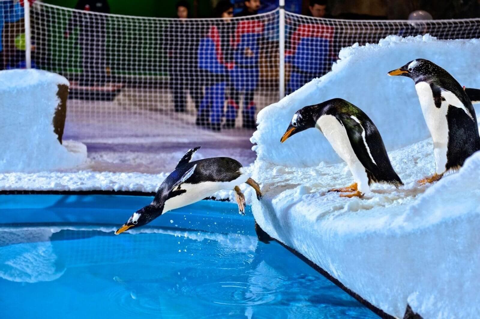 Dubai Aquarium & Underwater Zoo + Penguin Cove experience in Dubai - Image 4