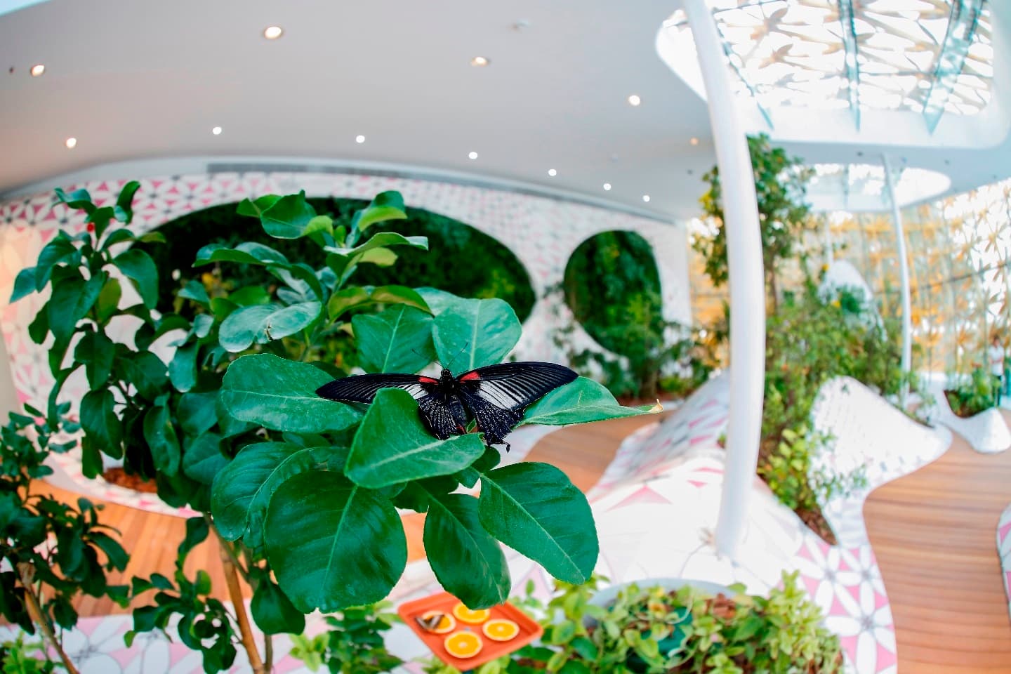 Al Noor Island – Self-Guided Tour Experience experience in Dubai - Image 6