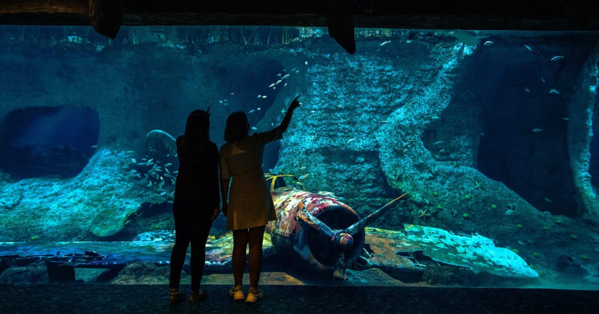The National Aquarium Abu Dhabi experience in Dubai - Image 8