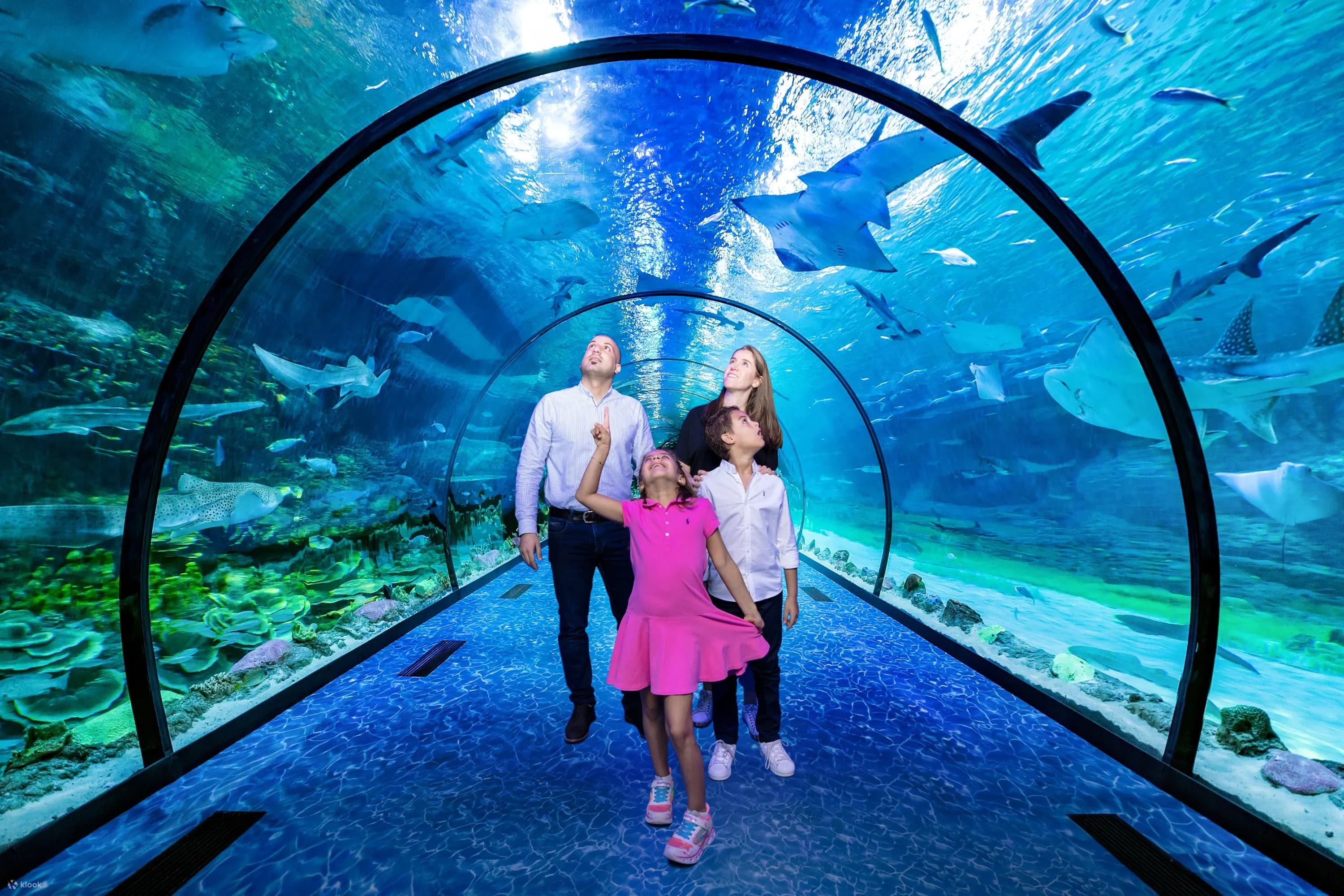 The National Aquarium Abu Dhabi experience in Dubai - Image 10