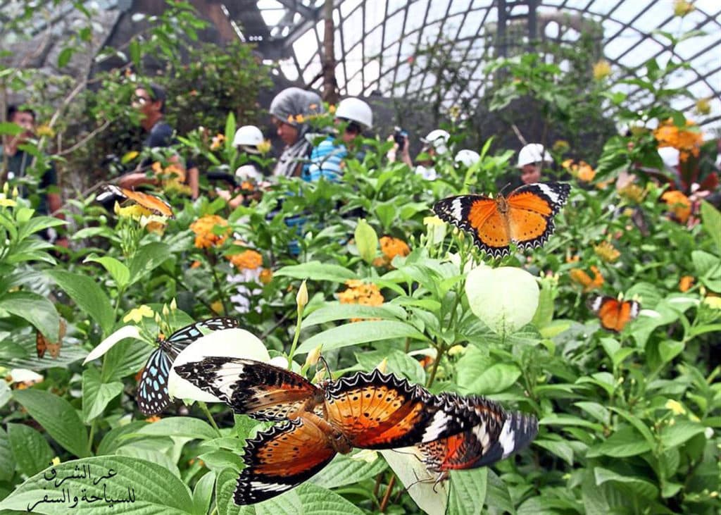 Dubai Butterfly Garden experience in Dubai - Image 9